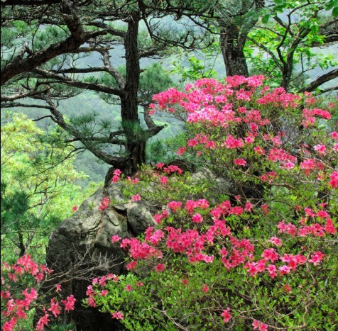 黄柏山