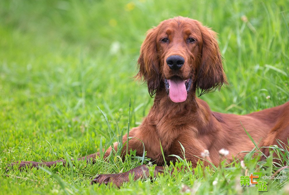 爱尔兰赛特犬