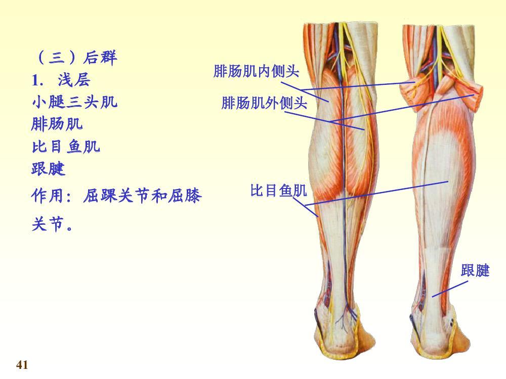 外侧群为腓骨长肌peroneus longus和腓骨短肌peroneus brevis,两肌皆