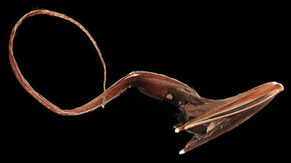 囊鳃鳗(动物 | 辐鳍鱼类)