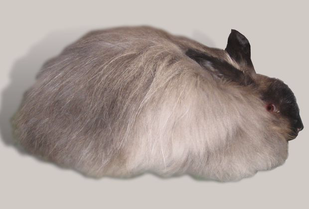 法国安哥拉兔