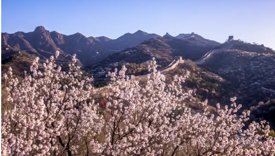 美图   八达岭长城内外,万亩杏花惊艳这个春