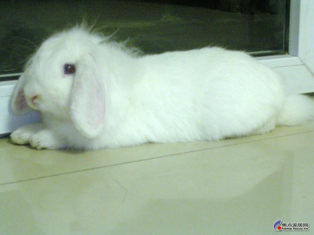 非标准型(中国)荷兰垂耳兔 - 头部毛发太长