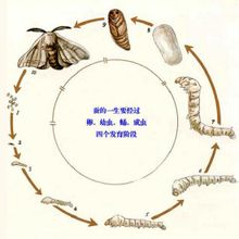 下面介绍一下蚕种,蚁蚕,蚕蛹,蚕蛾的形态及桑蚕的生长特点.