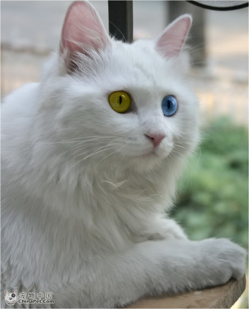 追溯中国山东临清狮猫的起源,它是波斯猫与鲁西狸猫的繁育而来的后代.