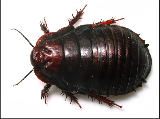 为鳖蠊科昆虫地鳖eupolyphaga sinensis walker 或冀地鳖steleophaga