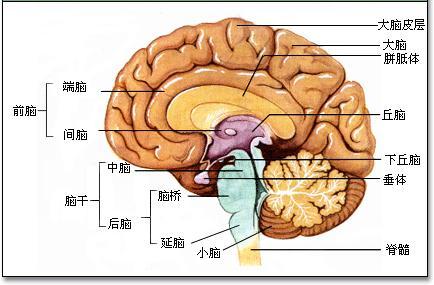 大脑 结构