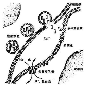 t淋巴细胞亚群