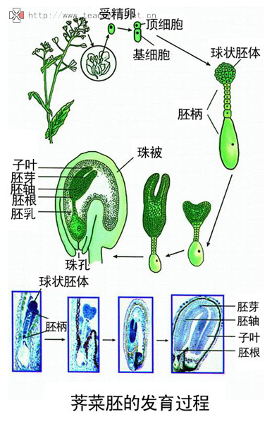 被子植物的个体发育过程可以大致分为种子的形成和萌发,植株的生长和