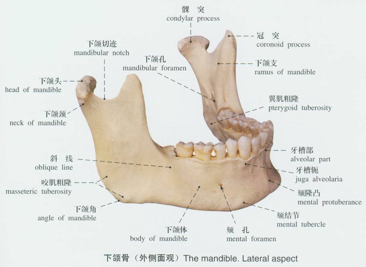 下牙槽神经,血管从下颌孔进入下颌管向前走行,在颏孔处分出颏神经及