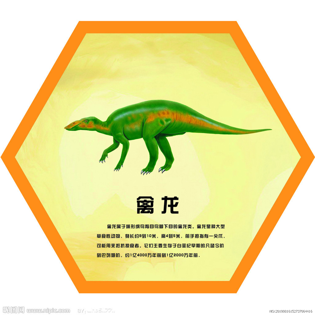 禽龙类