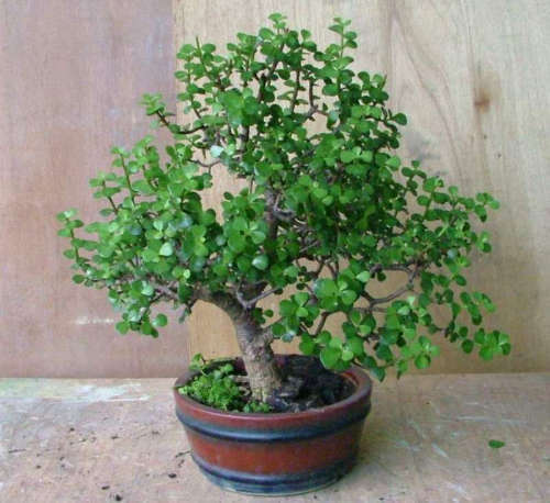马齿苋树