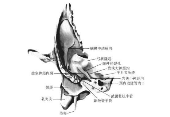 1.岩底向外,与鳞部,乳突部相融合.  2.