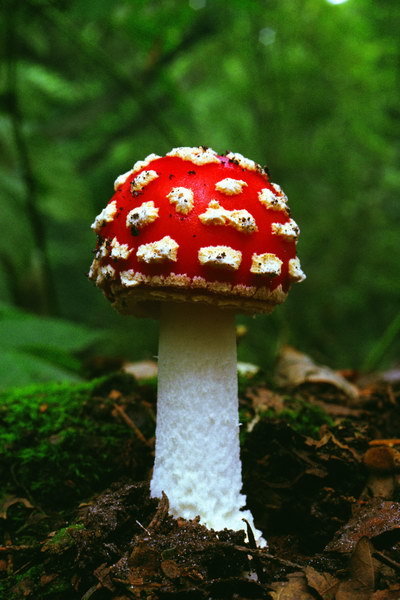 在广大山区农村和乡镇,误食毒蘑菇中毒的事例比较普遍,几乎每年都有