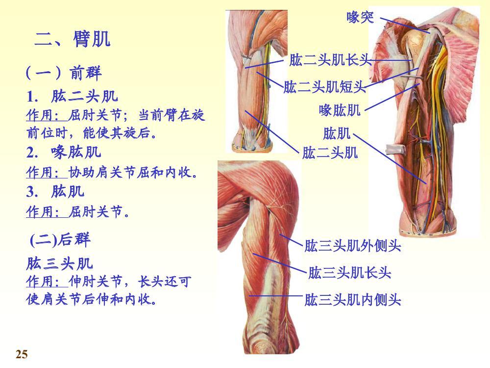 臂肌覆盖肱骨,以内侧和外侧两个肌间隔分隔.前群为屈肌,后群为伸肌.