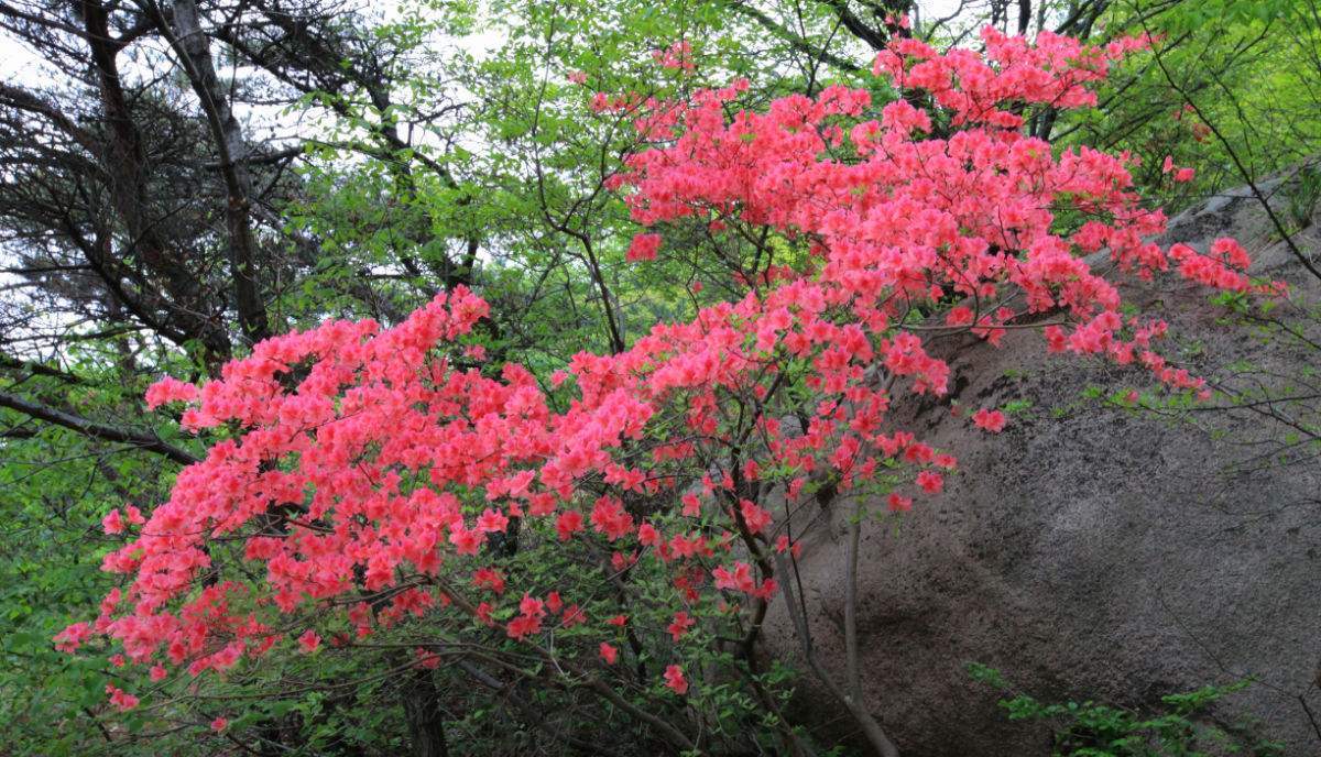 为五莲风景区的特色旅游资源,满山遍野开放的野生杜鹃花已成为五莲的
