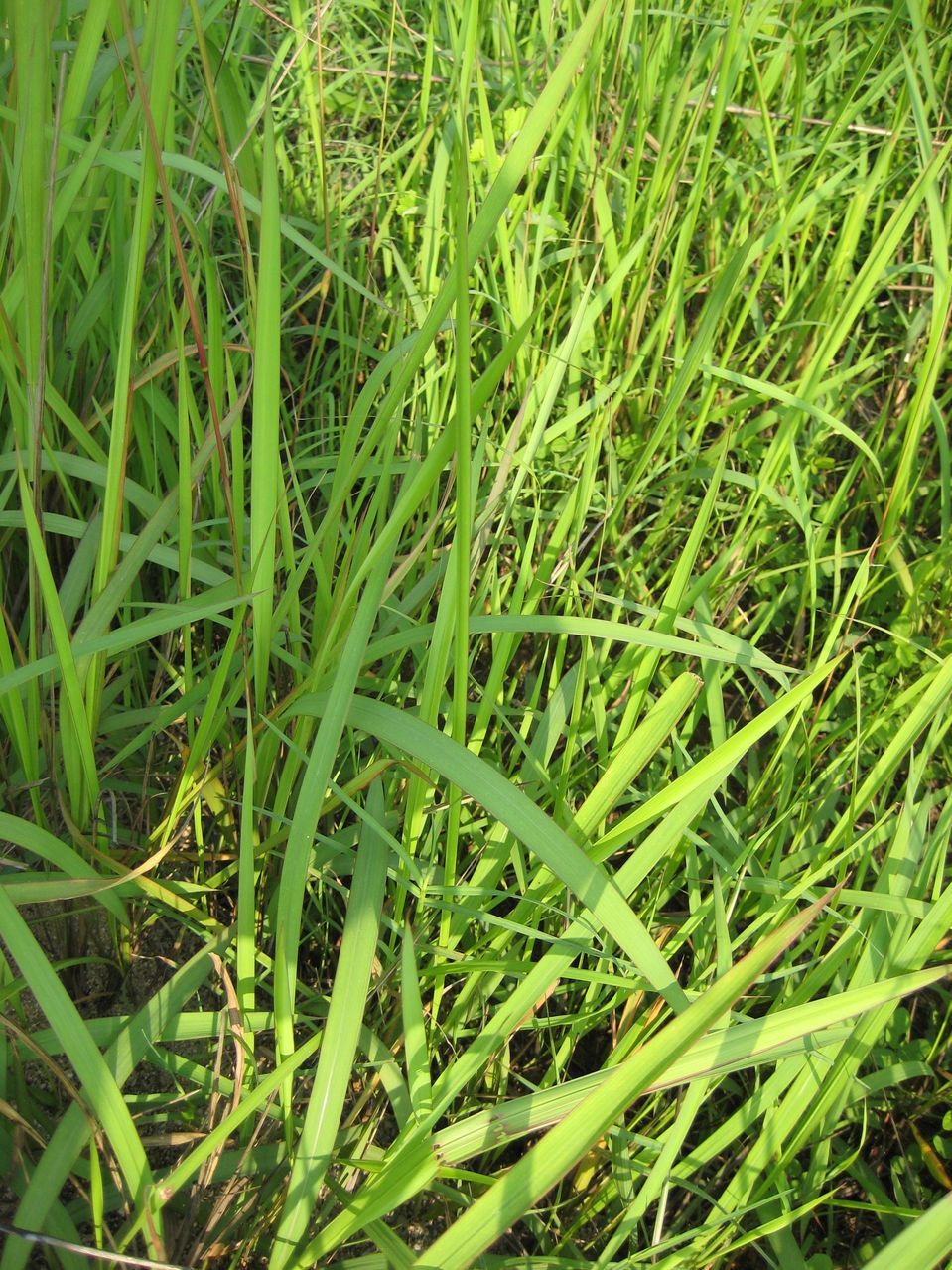 本植物的叶(茅草叶),初生花序(白茅针),花穗(白茅花)亦供药用,各详专