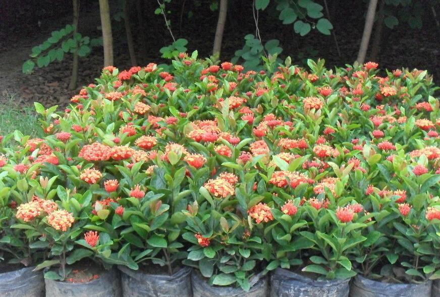 龙船花