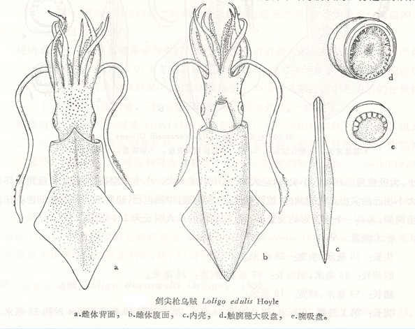 浅海性种类,栖居环境与中国枪乌贼相近,在南海常与中国枪乌贼的生活区