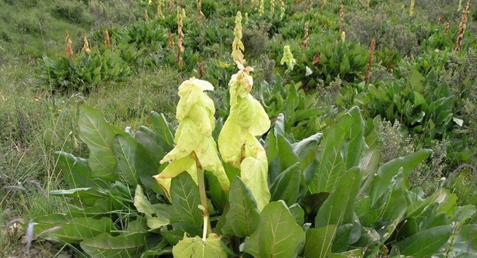 掌叶大黄