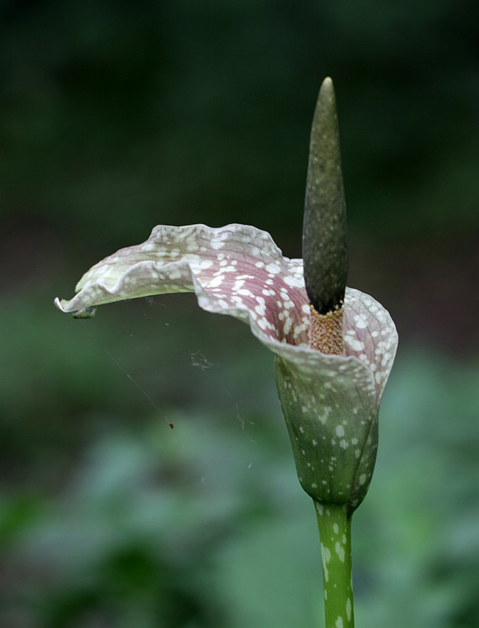 白毛磨芋