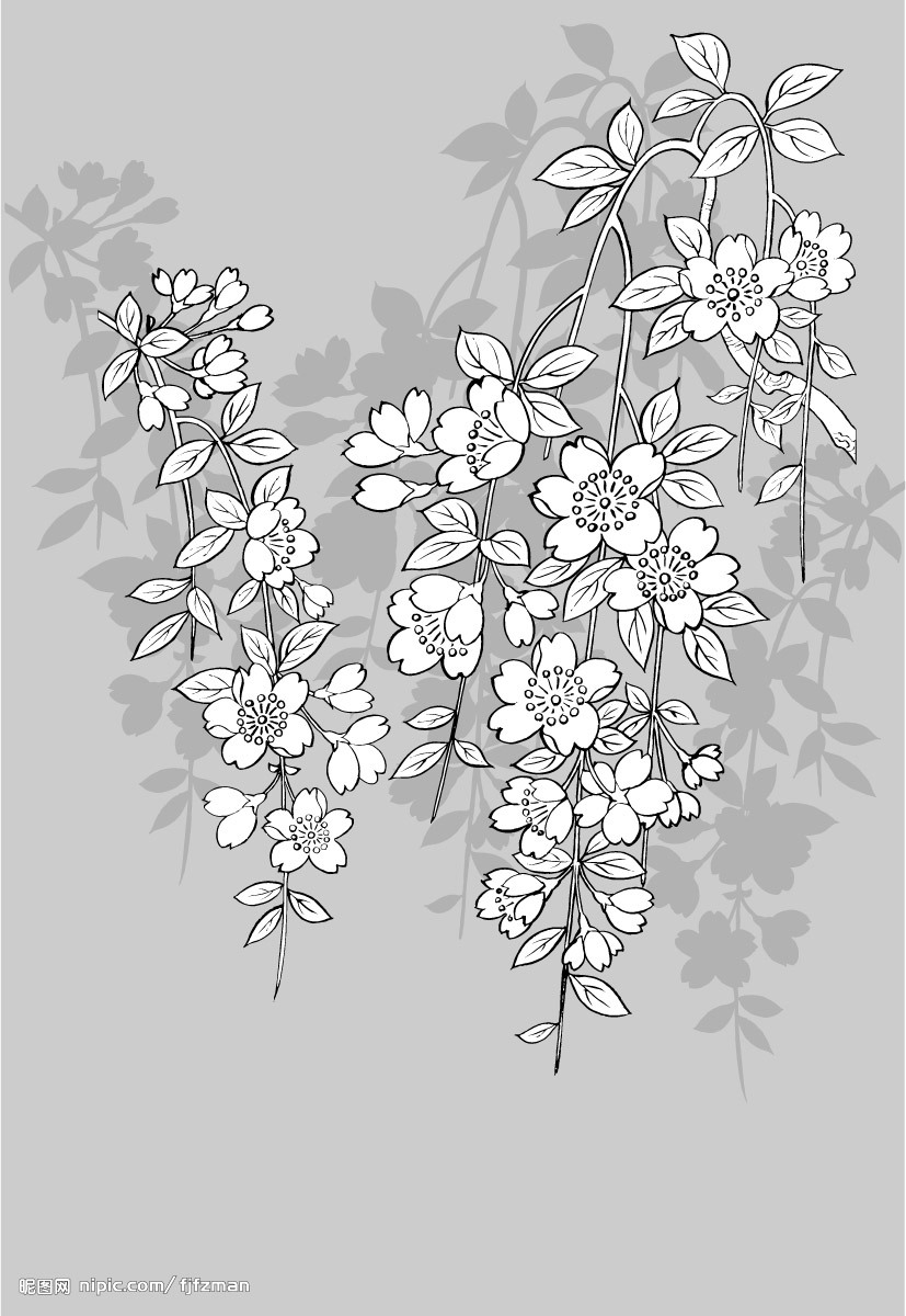 桂花树