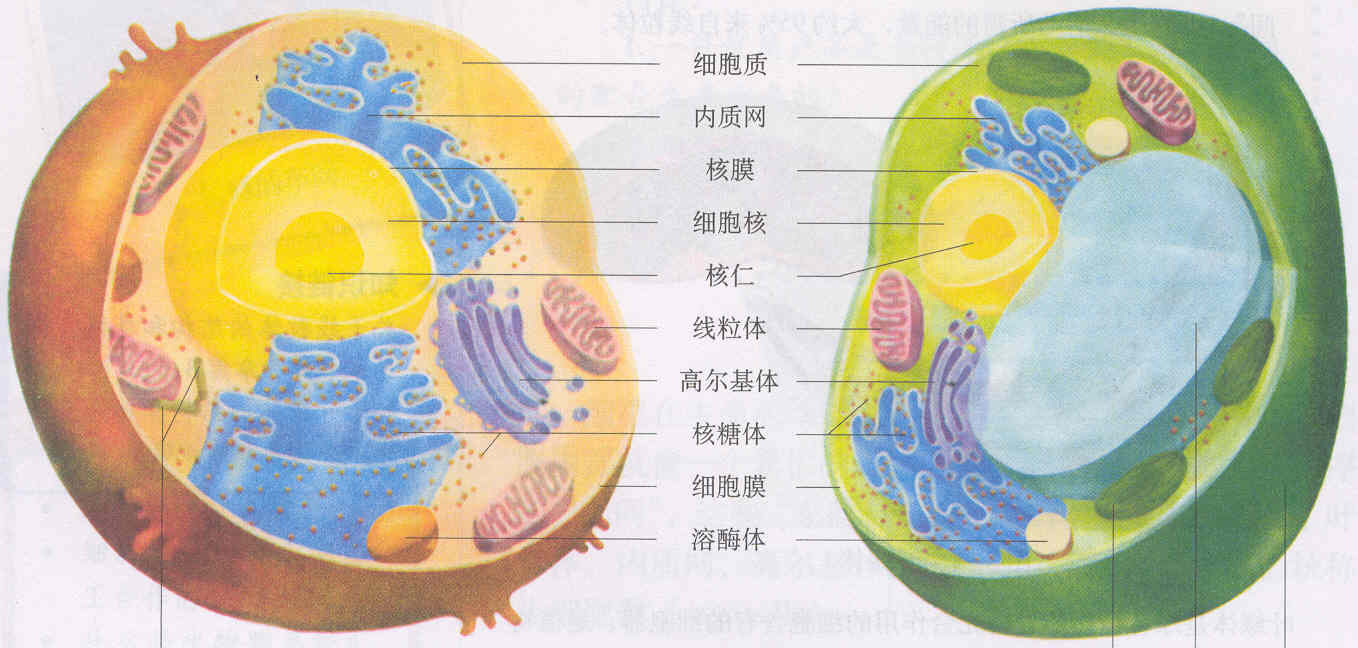 动植物细胞比较