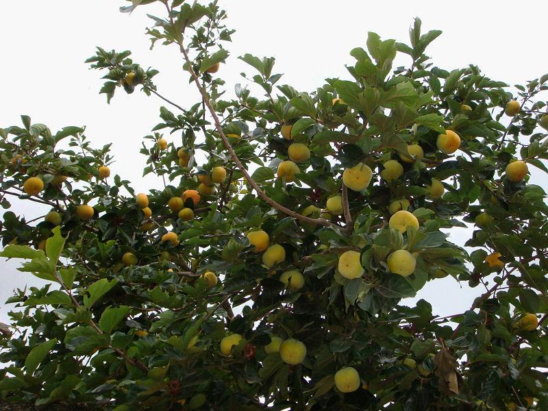 塘子沟村水果种植业