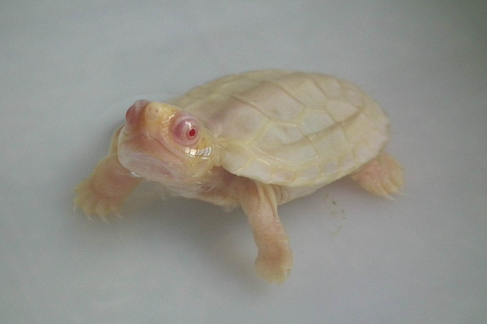 折叠 编辑本段 发病特征 发病乌龟大多壳白或黄,眼睛红色,除此之外别