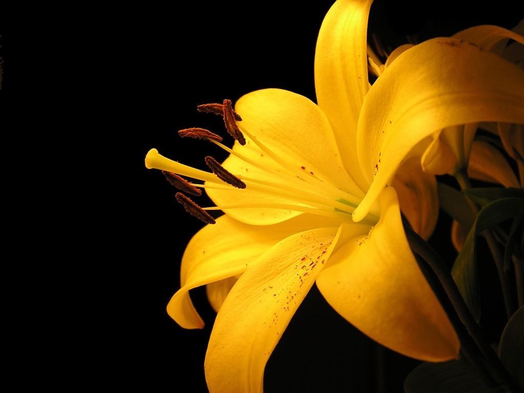 金百合(百合目百合科植物)_360百科