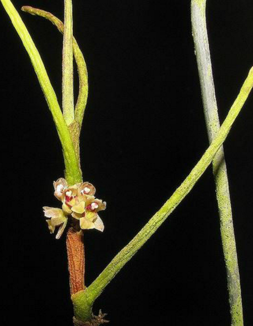 小花钗子股
