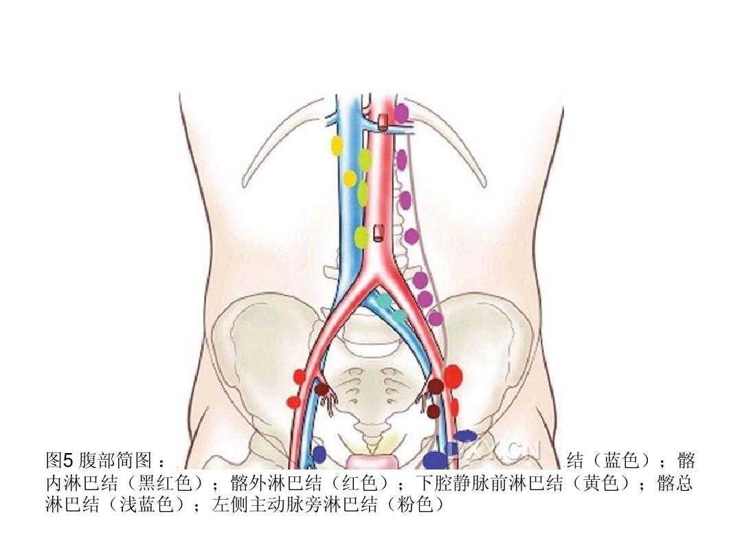 腹部淋巴系统