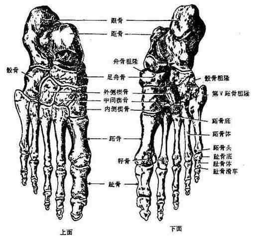 足骨包括跗骨7块,跖骨5块,趾骨14块.共26块.