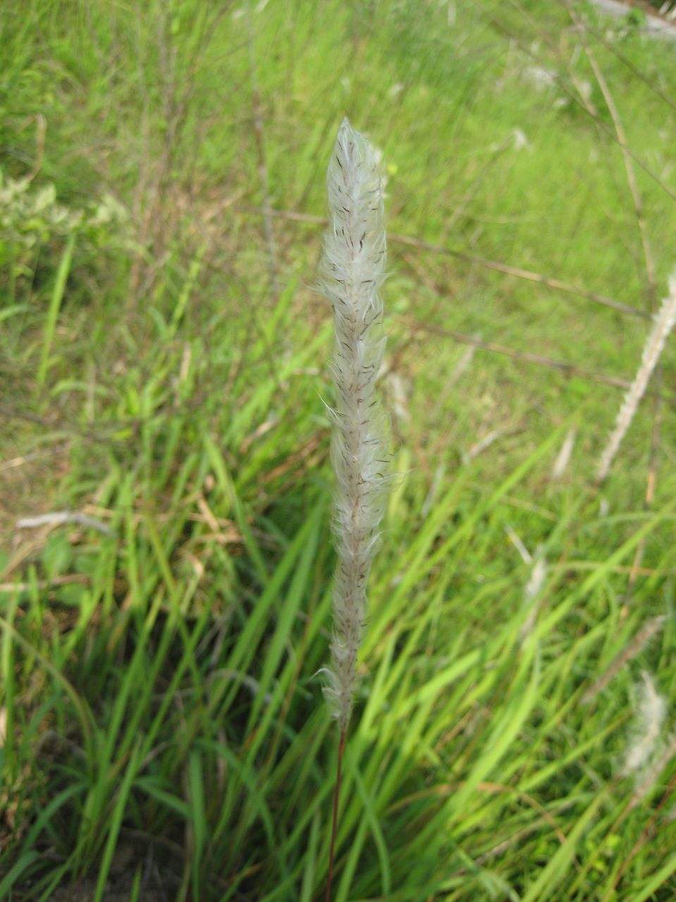 白茅(《本草经集注》),又名:白茅菅(陶弘景),丝茅(《纲目》),万根草