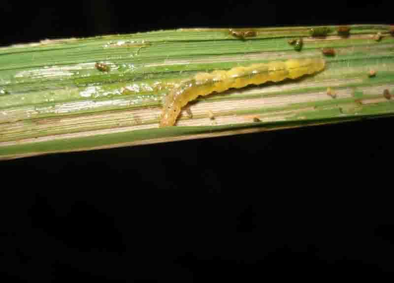 míngchóng 螟虫(螟虫)昆虫,种类很多,主要侵害水稻,也侵害高粱