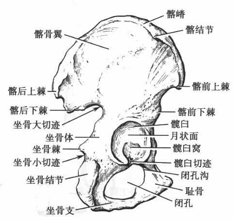 髂骨(外面)