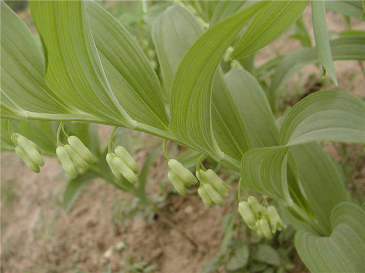 玉竹百合科黄精属植物