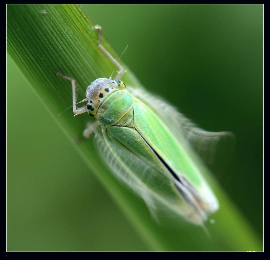 菱纹叶蝉
