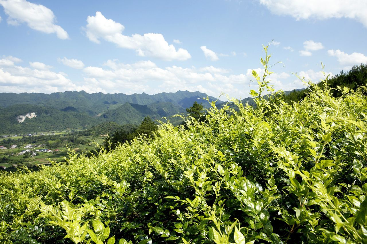 茅岩莓茶 藤茶