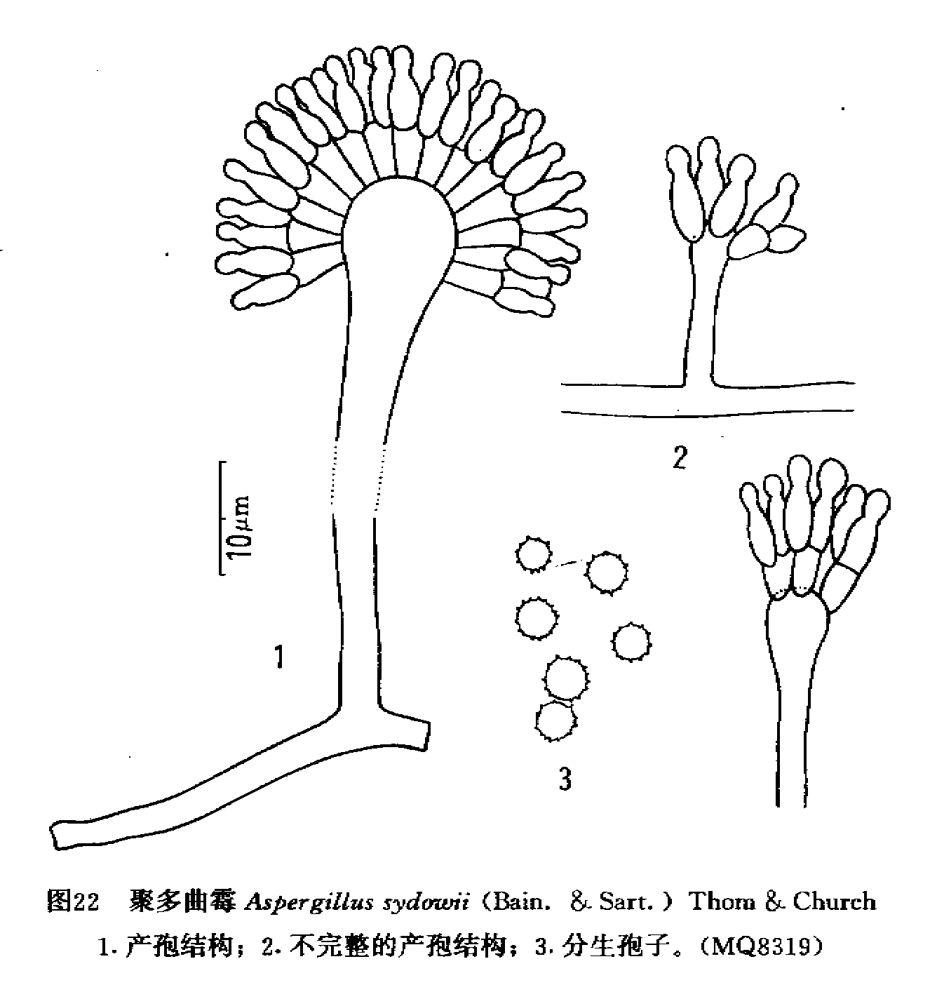 聚多曲霉