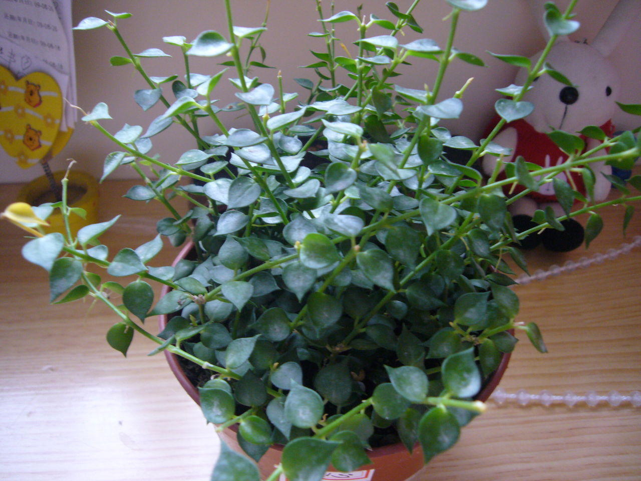 百万心(学名:dischidia ruscifolia),萝藦科,眼树莲属,多年生常绿草质