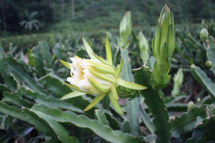 剑花仙人掌目仙人掌科植物