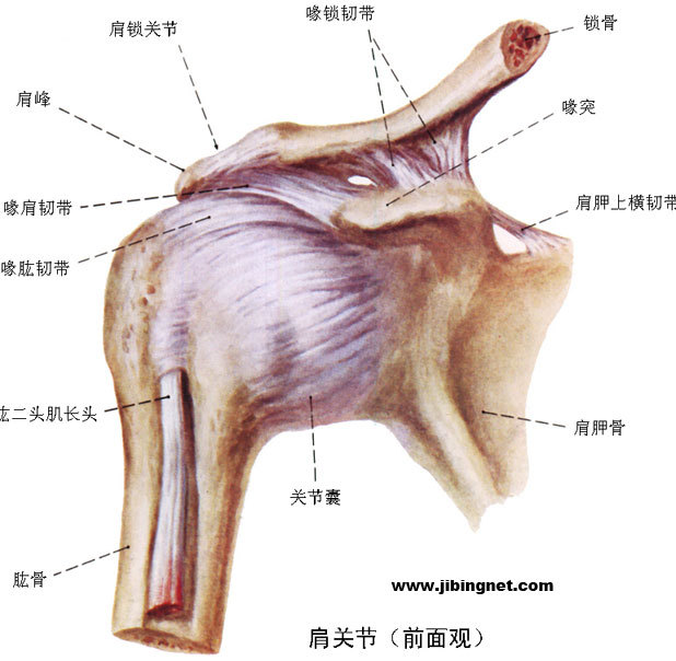肩关节囊