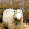 1998年-世界第一只“克隆羊”诞生