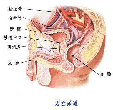 尿道 360百科