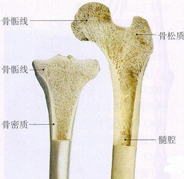 骨松质 360百科