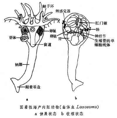 内肛动物 360百科