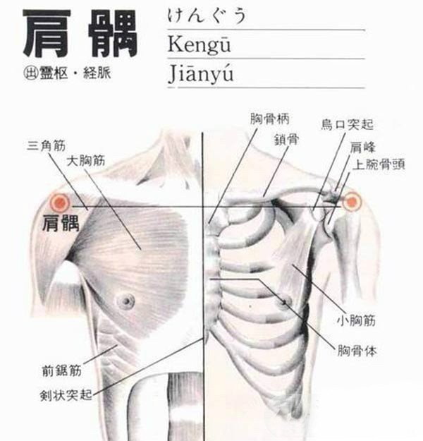 肩髃 360百科