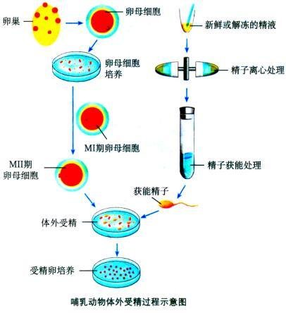 精子获能 360百科