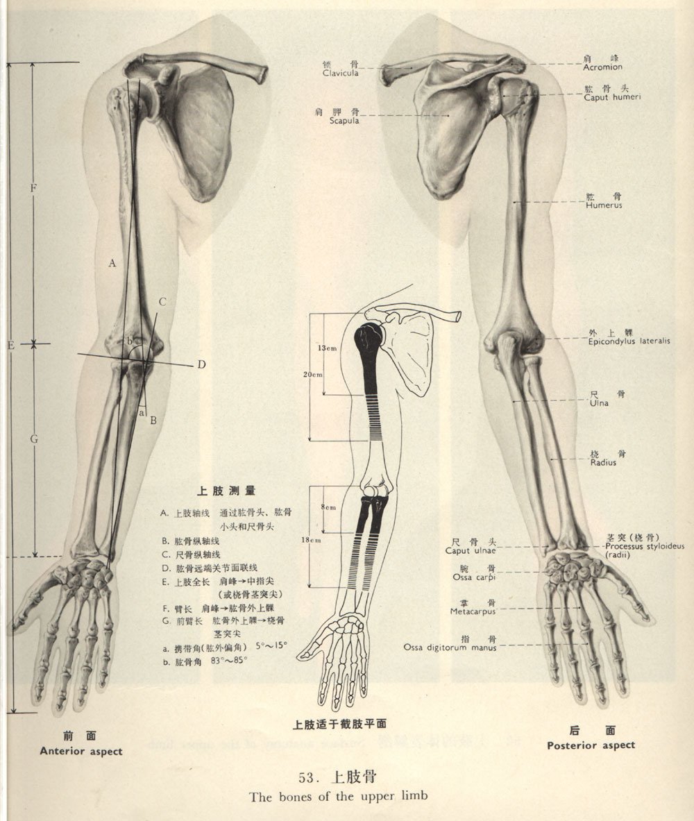 上肢骨 360百科